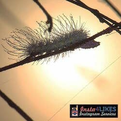 instagram accounts that follow back